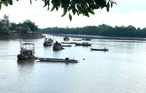 Cá, tôm dưới dòng sông Hàn 