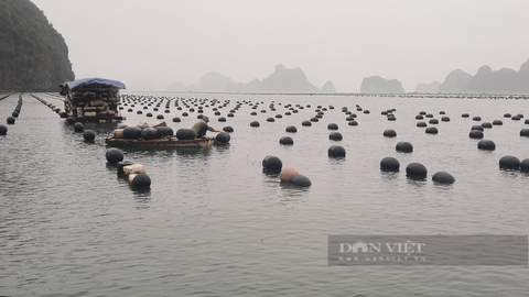 Phát triển nuôi biển ở Quảng Ninh: Nên mạnh dạn giao các khu vực nuôi trồng cho cá nhân?