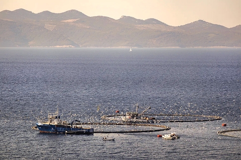 Đột phá nuôi cá ngừ ngoài biển khơi