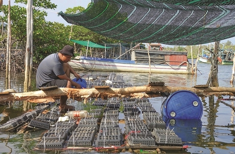 Nuôi cua biển trong hộp nhựa dưới tán rừng