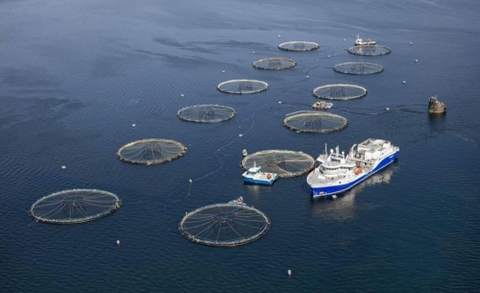Phát triển công nghiệp nuôi biển