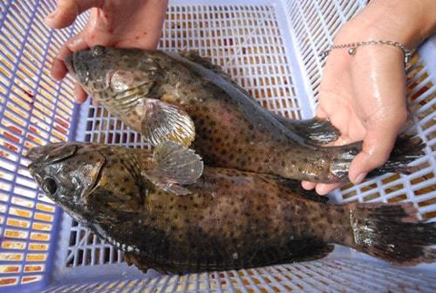 Nuôi cá song chấm nâu trong ao bằng thức ăn công nghiệp