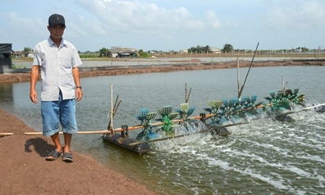 Giá tôm chạm đáy, người nuôi miền Tây treo ao