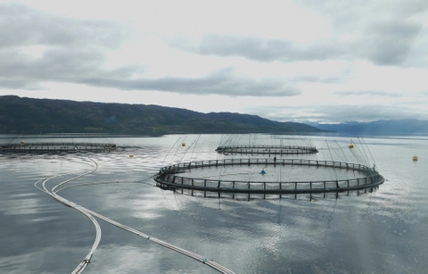 Na Uy phát triển ngành thủy sản bền vững, giá trị cao bằng cách nào?