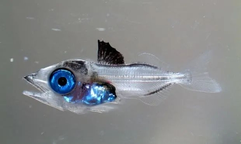 Bước đột phá lớn – Tây Ban Nha nuôi thành công cá ngừ vây xanh Đại Tây Dương trên đất liền