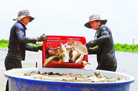 Giấc mơ của 'Vua cá chẽm'