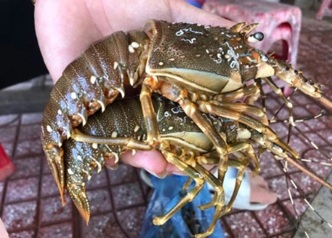 Khó xuất khẩu sang Trung Quốc, hàng trăm tấn tôm hùm bông ứ đọng