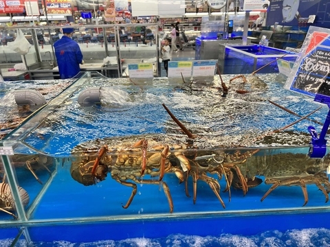 Tôm hùm bông giảm giá sâu, người nuôi lỗ, người mua lợi