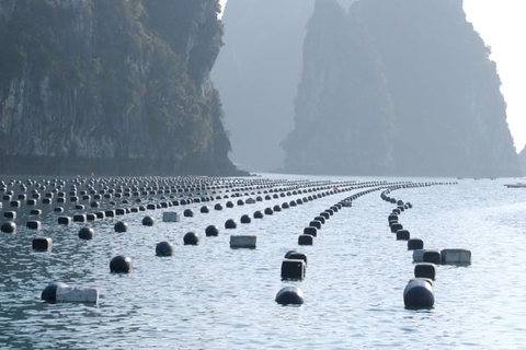 1 giấy phép nuôi biển vướng 6 bộ, ngành: [Bài 1] 7 năm trời vật vã xin giấy phép nuôi biển