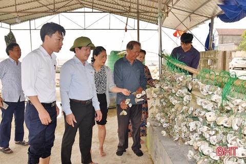 Độc đáo mô hình nuôi hàu tự nhiên quy mô lớn nhất Hà Tĩnh