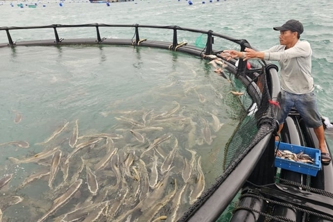 Xây dựng ngành hàng nuôi biển: [Bài 2] Bước nhỏ ra biển lớn và lời giải ngoài vịnh Cam Ranh