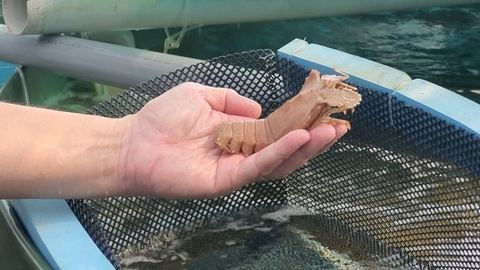 Xây dựng ngành hàng nuôi biển: [Bài 4] Giá trị xanh của khoa học công nghệ