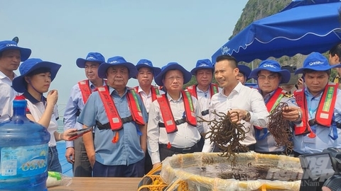 Bộ trưởng Lê Minh Hoan và Chủ tịch Quảng Ninh mở 'hội nghị' giữa biển gỡ khó cho nuôi biển