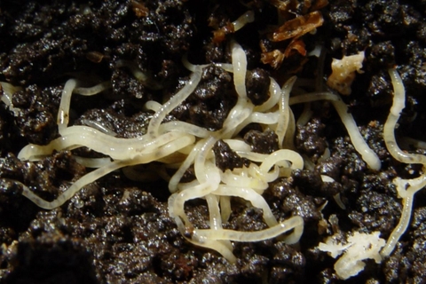 Giun biển làm thức ăn thủy sản