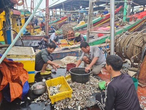 Rào cản bủa vây thủy sản Nghệ An: [Bài 4] Cần tạo đột phá mang tính căn cơ