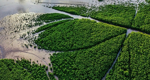 Những mảng xanh đang nối dài ở mũi Cà Mau