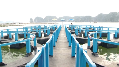 Hướng đi mới trong nuôi trồng thuỷ sản