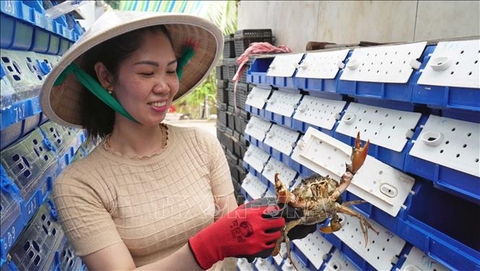 Nuôi cua trong hộp nhựa: Hướng đi nhiều sáng tạo