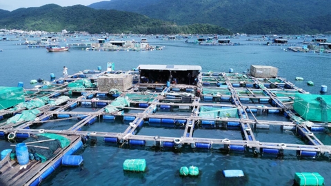 Cần chuyển đổi phương thức nuôi tôm hùm ở Phú Yên và Khánh Hòa