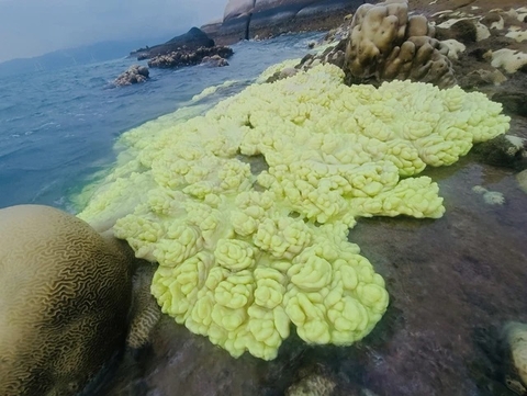 Sửng sốt với dải san hô non mọc từ biển lên bờ