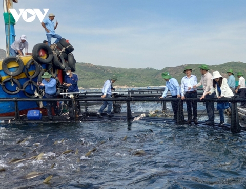Khánh Hòa triển khai thành công nuôi thủy sản tại vùng biển hở