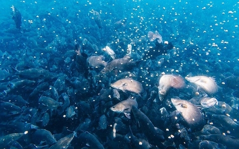 Công ty cá chẽm lớn nhất thế giới nằm tại Khánh Hòa sẵn sàng đầu tư 1 tỷ USD vào lĩnh vực đang 