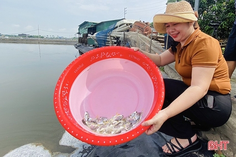 Nuôi cá chim trắng vây vàng chi phí ít, lợi nhuận ổn định