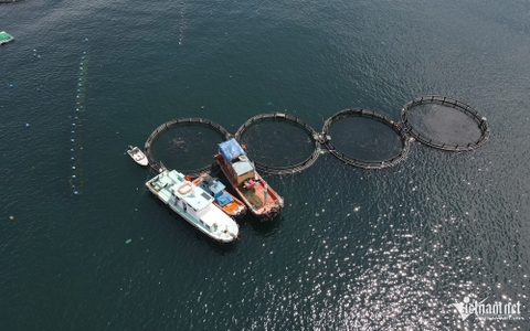 Giữa khơi xa nuôi biển công nghệ cao, ngư dân Khánh Hòa thu tiền tỷ