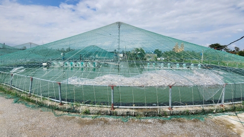 Nuôi tôm công nghệ cao - hướng đi bền vững trong phát triển thủy sản ở Hưng Yên