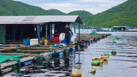 Yêu cầu di dời lồng bè nuôi thủy sản khỏi vịnh Vũng Rô