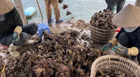 Bộ Nông nghiệp và Môi trường vào cuộc xử lý vụ hàu vàng nhập lậu sau phản ánh của Lao Động