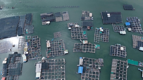 Môi trường sạch là chìa khóa sống còn với nuôi cá lồng