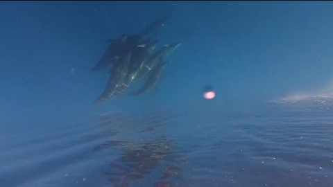 Đàn cá voi cả trăm con tung mình giữa biển Phú Quý