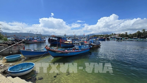 Người nuôi tôm hùm Khánh Hòa giảm thả giống vì giá thấp