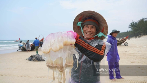 Ra biển bủa lưới bắt con vật không xương, dân Quảng Trị kiếm tiền triệu/ngày