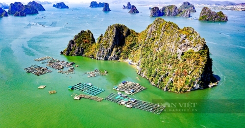 Chuỗi liên kết G7 ở Quảng Ninh bắt tay nuôi cá biển theo quy trình khép kín