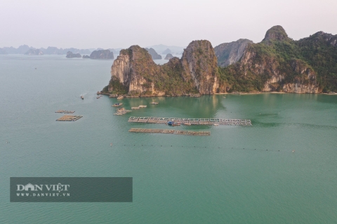 Vừa được giao mặt nước biển để nuôi trồng thủy sản, người nuôi biển Quảng Ninh lại lo vì mức tiền thuê quá cao