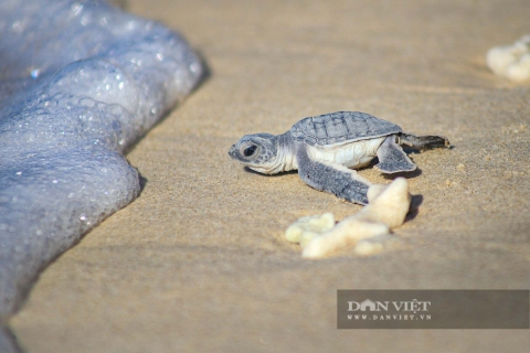 Trắng đêm đón và tiễn những sứ giả đại dương tại 