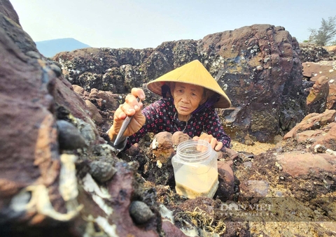 Ra bãi đá này ở Nghệ An, người ta cạy đá bắt loài hải sản bổ dưỡng, khách tranh nhau mua