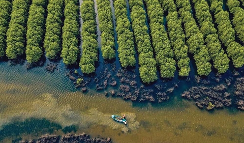 Khơi dậy tiềm năng carbon xanh từ biển