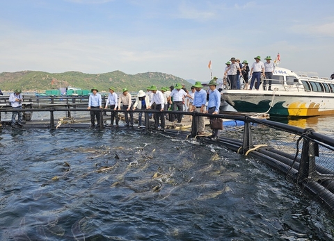 Nuôi biển công nghệ cao khởi sắc