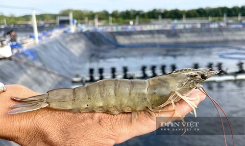 Nuôi tôm công nghệ cao ở Việt Nam, cả doanh nghiệp với nông dân cứ phải loay hoay cởi cái gì, nếu muốn có lời?