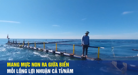 Cách nuôi lạ: Mang mực non ra giữa biển, mỗi lồng lợi nhuận cả tỉ một năm