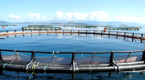 Lồng nuôi biển bằng vật liệu HDPE lớn nhất thế giới sẽ hạ thủy vào cuối tháng 6 này