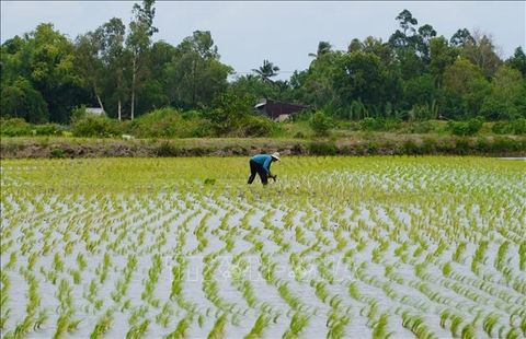 Nông dân thu lợi hàng trăm triệu đồng từ mô hình lúa-tôm hữu cơ xen canh