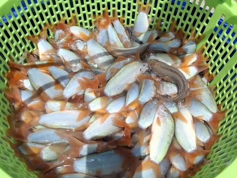 Cá gì đẹp như cá cảnh, bắt lên kêu éc éc khe khẽ, nuôi kỳ công mà cuối cùng cũng thành công ở tỉnh Đồng Tháp?