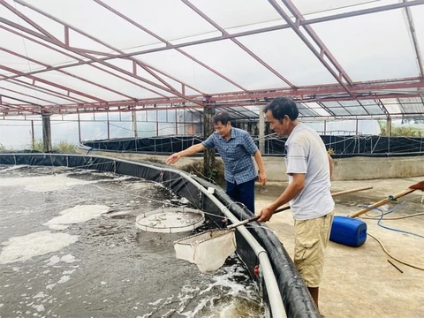 Nông dân Thanh Hóa thu tiền tỷ nhờ thay đổi cách nuôi tôm