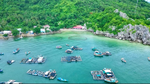 Hòn Nghệ, không chỉ là thương hiệu cá lồng bè
