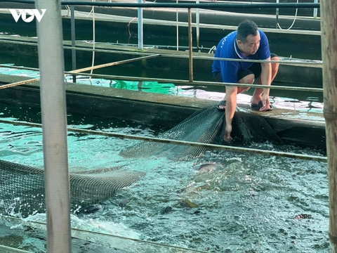 Nuôi thành công thứ cá đặc sản bình dân thịt ngọt như mì chính, vì sao Hải Phòng mới (gồm Hải Dương cũ) là trung tâm?