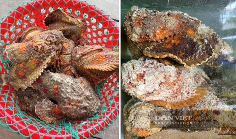 Hải sản độc lạ giá tiền triệu đắt khách dịp 2/9, nhiều nơi không đủ hàng bán
